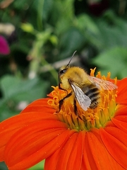 Bombus pascuorum