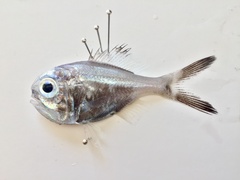 Rough-Fish photo 5