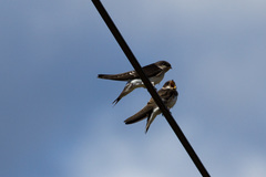 Delichon urbicum urbicum