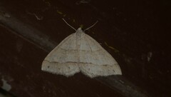 Perizoma parallelolineatum