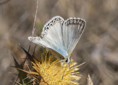 Polyommatus albicans