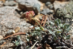 Eriogonum kingii
