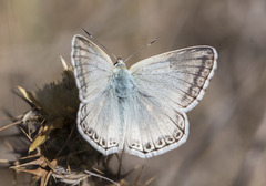 Polyommatus albicans