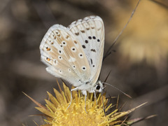 Polyommatus albicans