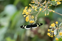 Heliconius eleuchia