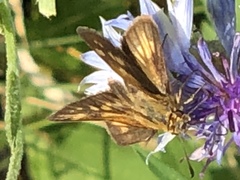 Polites peckius