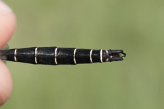 Somatochlora albicincta