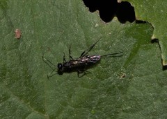 Xoridinae