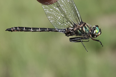 Somatochlora albicincta