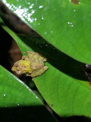 Pristimantis prolatus