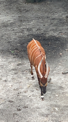 Tragelaphus eurycerus isaaci