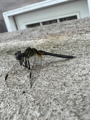 Pachydiplax longipennis