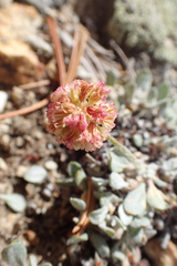 Eriogonum kingii