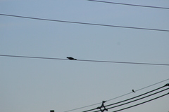 Cyanocorax violaceus