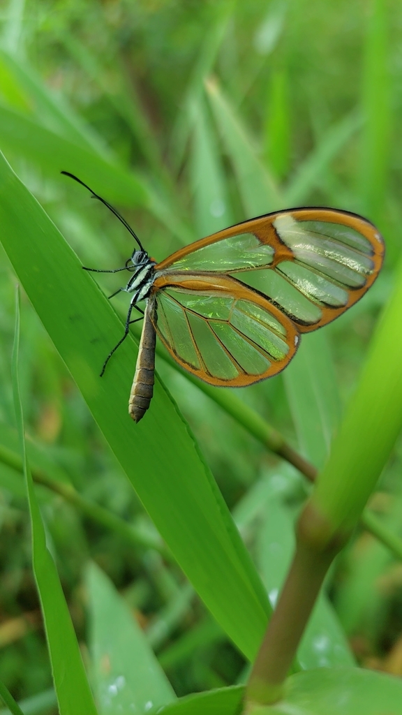 Pagyris cymothoe