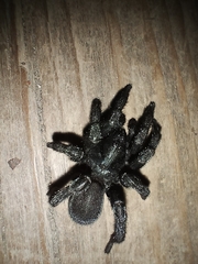 Amblyocarenum walckenaeri