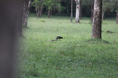 Mesembrinibis cayennensis