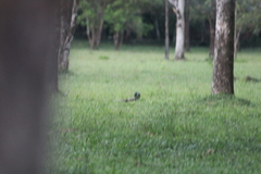 Mesembrinibis cayennensis