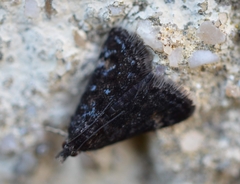 Heliothela wulfeniana