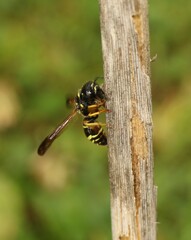 Gymnomerus laevipes