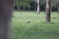 Mesembrinibis cayennensis