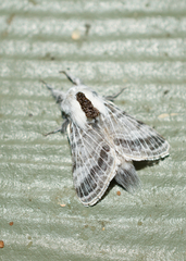 Tolype distincta