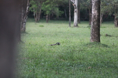Mesembrinibis cayennensis