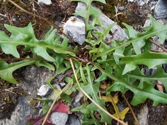 Leontodon hispidus pseudocrispus