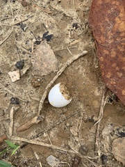 Antrostomus carolinensis