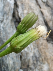 Leontodon hispidus pseudocrispus