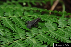 Rhinella alata