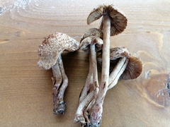 Inosperma cervicolor