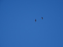 Ptyonoprogne rupestris