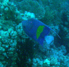 Pomacanthus maculosus