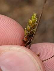 Cyperus schweinitzii