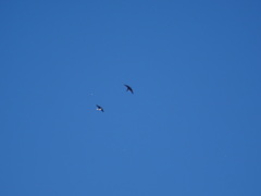 Ptyonoprogne rupestris