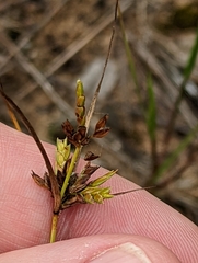 Cyperus schweinitzii