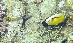 Chaetodon austriacus