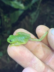 Rulyrana flavopunctata