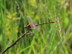 Progomphus alachuensis
