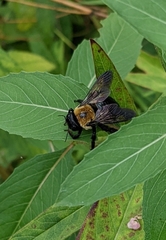 Xylocopa virginica