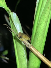 Dendropsophus minutus