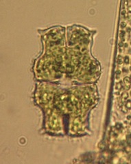 Euastrum ciastonii
