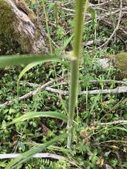 Hordelymus europaeus