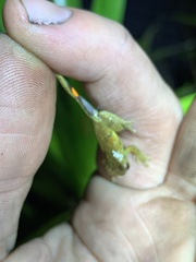 Dendropsophus parviceps
