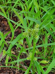 Cyperus pallidicolor