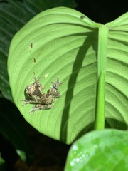 Dendropsophus parviceps