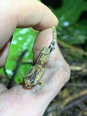 Dendropsophus parviceps