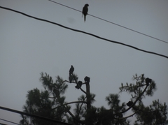 Psittacara erythrogenys