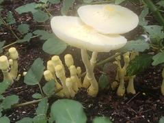 Leucocoprinus birnbaumii